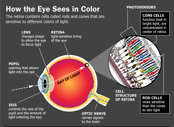 how-the-eye-sees-in-color